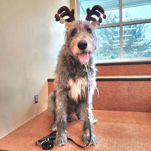 Image post by @thesavannahwolfhound on Instagram