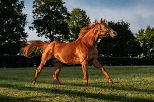 Image post by @spendthriftfarm on Twitter/X