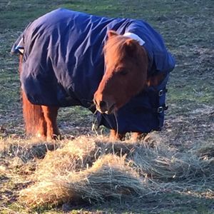 Image post by @snaffle_it on Instagram