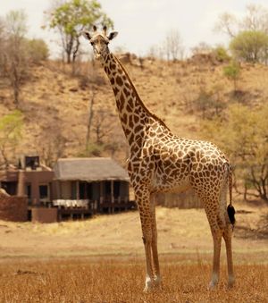 Image post by @chiawasafaris on Instagram