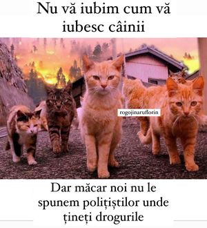Image post by @rogojinaruflorin on Instagram