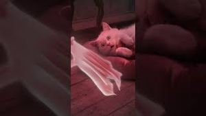 Video post by @photoshop on YouTube