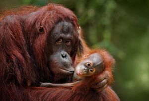 Image post by @animalplanet on Instagram