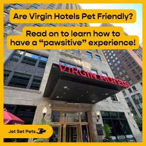 Image post by @jetsetpets on Instagram