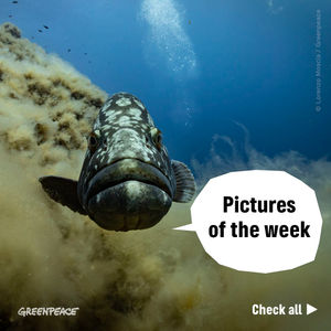 Image post by @greenpeace on Instagram