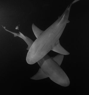 Image post by @Discovery on Twitter/X