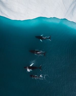 Image post by @discovery on Instagram
