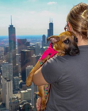 Image post by @360chicago on Instagram