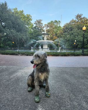 Image post by @thesavannahwolfhound on Instagram