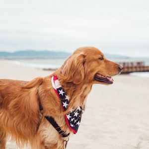 Image post by @nulopetfood on Instagram