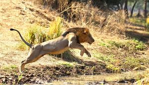 Image post by @chiawasafaris on Instagram