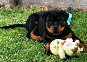 Image post by @bestforpetsmelb on Instagram