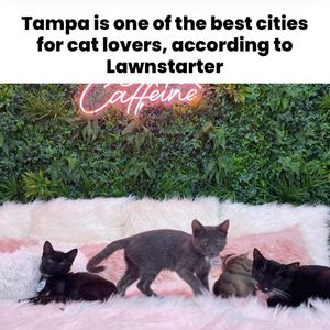 Image post by @thatssotampa on Instagram