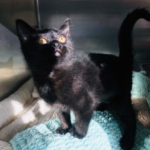 Image post by @spokhumanesoc on Instagram