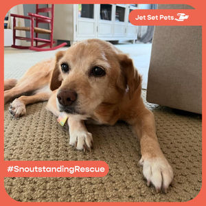 Image post by @jetsetpets on Instagram