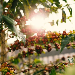 Image post by @fidalgocoffee on Instagram
