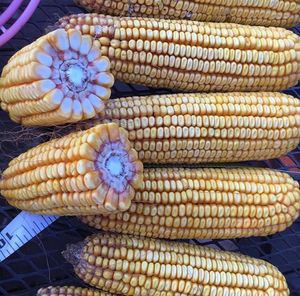 Image post by @farmcredit on Instagram