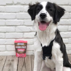 Image post by @evolvepetfood on Instagram