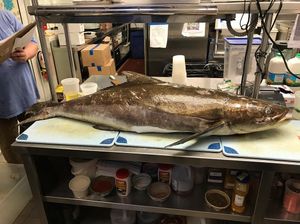 Image post by @chefpablolamon on Instagram