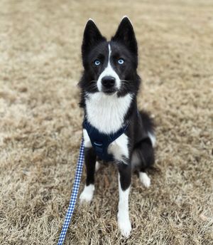 Image post by @tux_the_blue_pomsky on Instagram