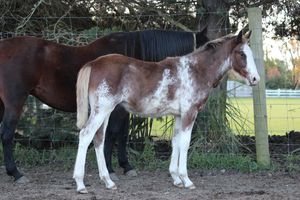 Image post by @NZHorseAmbulanceTrust on Facebook