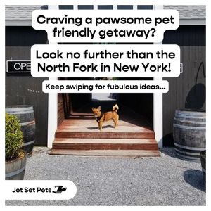 Image post by @jetsetpets on Instagram