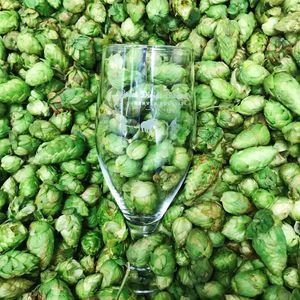 Image post by @greatdividebrew on Instagram