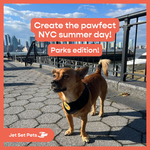 Image post by @jetsetpets on Instagram