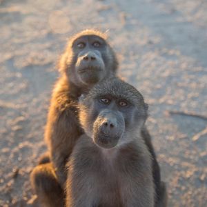 Image post by @animalplanet on Instagram