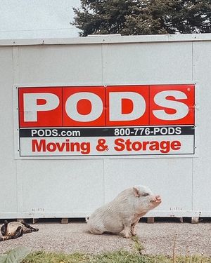 Image post by @podsofficial on Instagram