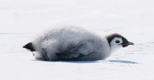 Image post by @white.desert.antarctica on Instagram