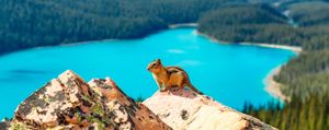 Image post by @AnimalPlanet on Twitter/X