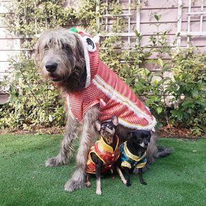 Image post by @thesavannahwolfhound on Instagram