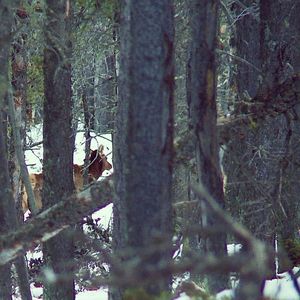 Image post by @meateater on Instagram