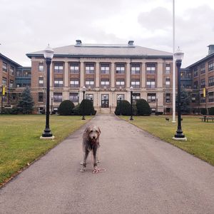 Image post by @thesavannahwolfhound on Instagram