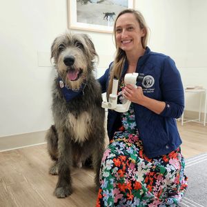 Image post by @thesavannahwolfhound on Instagram