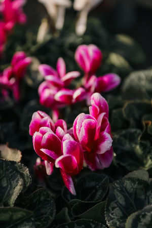 Image post by @rogersgardens on Instagram