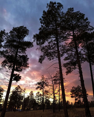 Image post by @nauflagstaff on Instagram