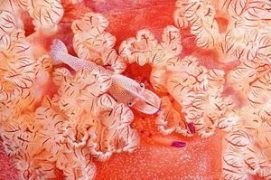 Image post by @discovery on Instagram