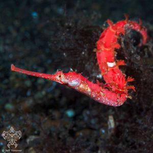 Image post by @discovery on Instagram