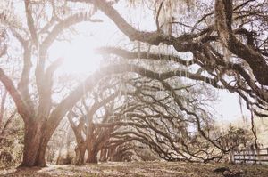 Image post by @collegeofcharleston on Instagram