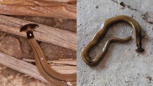Image post by @GreenhillWormFarm on Facebook