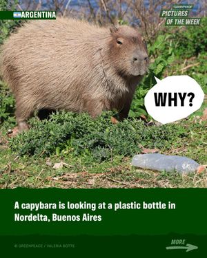 Image post by @greenpeace on Instagram