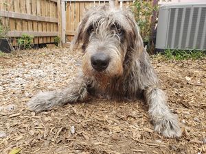 Image post by @thesavannahwolfhound on Instagram