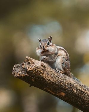 Image post by @animalplanet on Instagram