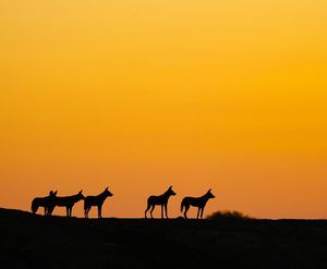 Image post by @chiawasafaris on Instagram