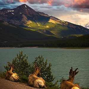 Image post by @meateater on Instagram