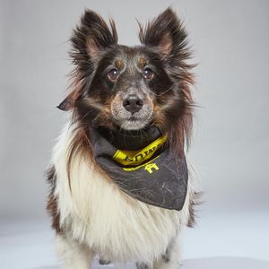 Image post by @animalplanet on Instagram