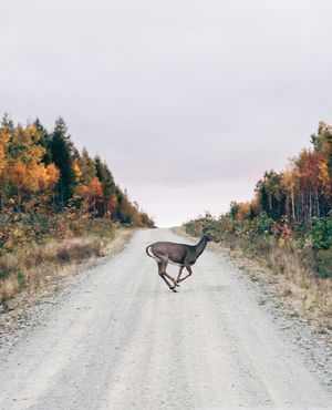 Image post by @themainemag on Instagram