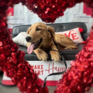 Image post by @alldogsunleashed_clt on Instagram